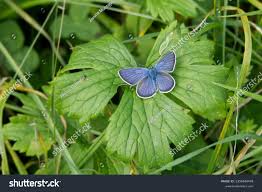 Attēlu rezultāti vaicājumam “Cyaniris semiargus male”
