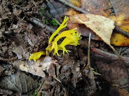 Attēlu rezultāti vaicājumam “Calocera viscosa”
