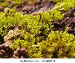 Attēlu rezultāti vaicājumam “Barbula”