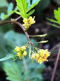 Attēlu rezultāti vaicājumam “Rorippa palustris leaf”