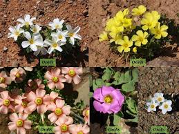 Attēlu rezultāti vaicājumam “Oxalidaceae”