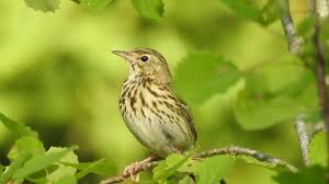 Attēlu rezultāti vaicājumam “Anthus trivialis”