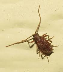 Attēlu rezultāti vaicājumam “Ptinus sp. male”