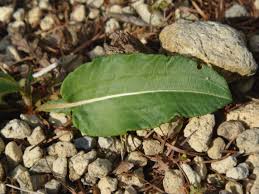 Attēlu rezultāti vaicājumam “Bistorta major leaf”
