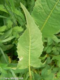 Attēlu rezultāti vaicājumam “Bunias orientalis”