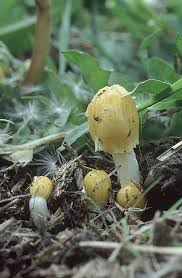 Attēlu rezultāti vaicājumam “Bolbitius vitellinus”