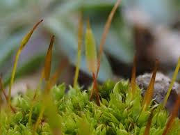 Attēlu rezultāti vaicājumam “Tortula subulata”