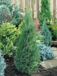 Attēlu rezultāti vaicājumam “Juniperus chinensis”