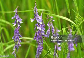 Attēlu rezultāti vaicājumam “Vicia tenuifolia flower”