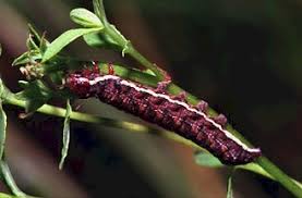 Attēlu rezultāti vaicājumam “Actinotia polyodon”