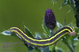 Attēlu rezultāti vaicājumam “Ceramica pisi”