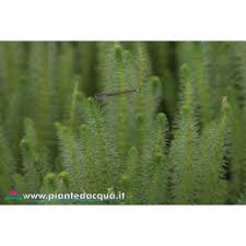 Attēlu rezultāti vaicājumam “Hippuris vulgaris”