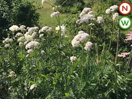 Attēlu rezultāti vaicājumam “Valeriana officinalis fruit”