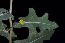 Attēlu rezultāti vaicājumam “Taraxacum suecicum flower”