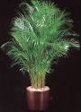 <b>Areca</b> Palm (Chrysalidocarpus