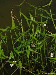 Attēlu rezultāti vaicājumam “Sagittaria sagittifolia”