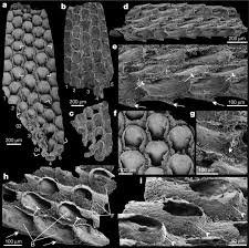Attēlu rezultāti vaicājumam “Bryozoa”