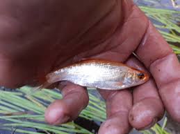 Attēlu rezultāti vaicājumam “Leuciscus idus”