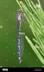 Attēlu rezultāti vaicājumam “Enallagma cyathigerum”