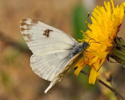 Attēlu rezultāti vaicājumam “Pontia edusa upperside”