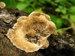 Attēlu rezultāti vaicājumam “Cerrena unicolor”