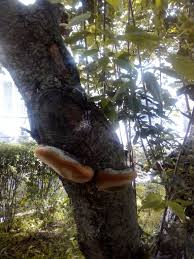Attēlu rezultāti vaicājumam “Phellinus pomaceus”