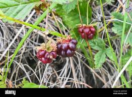 Attēlu rezultāti vaicājumam “Rubus arcticus”