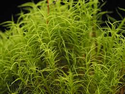 Attēlu rezultāti vaicājumam “Distichium capillaceum”