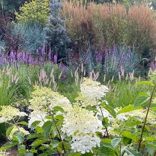 Attēlu rezultāti vaicājumam “Calamagrostis purpurea flower”