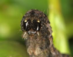 Attēlu rezultāti vaicājumam “Axylia putris”