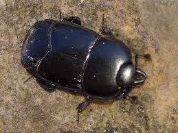 Attēlu rezultāti vaicājumam “Histeridae”