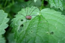 Attēlu rezultāti vaicājumam “Opiliones”
