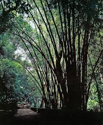 「parque los chor」の画像検索結果