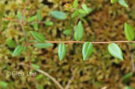 Attēlu rezultāti vaicājumam “Oxycoccus leaf”