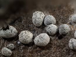 Attēlu rezultāti vaicājumam “Diderma globosum”