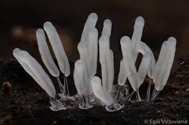 Attēlu rezultāti vaicājumam “Stemonitopsis typhina var. similis”