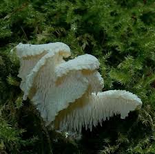 Attēlu rezultāti vaicājumam “Hericium cirrhatum”