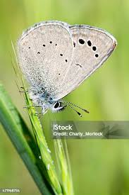 Attēlu rezultāti vaicājumam “Cupido minimus”