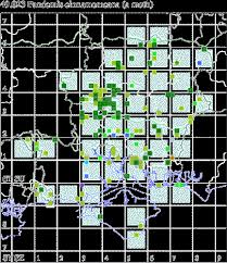 Attēlu rezultāti vaicājumam “Pandemis cinnamomeana female”