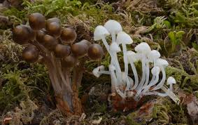 Attēlu rezultāti vaicājumam “Mycena stipata”