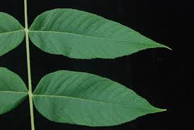 Attēlu rezultāti vaicājumam “Juglans cinerea”