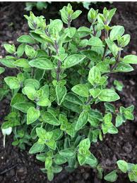 Image result for Majoran