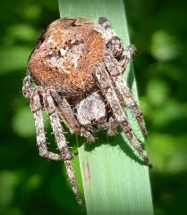 Attēlu rezultāti vaicājumam “Araneus angulatus”