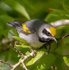 Image result for Vermivora chrysoptera