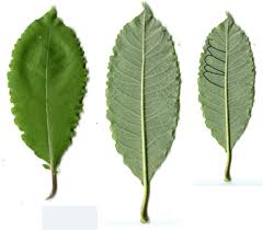 Attēlu rezultāti vaicājumam “Salix caprea leaf”