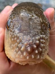 Image result for Minytrema melanops