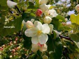 Attēlu rezultāti vaicājumam “Malus mandshurica”