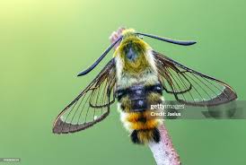 Attēlu rezultāti vaicājumam “Hemaris tityus”