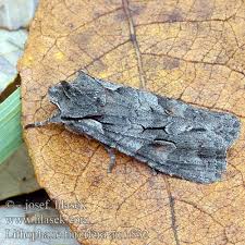 Attēlu rezultāti vaicājumam “Lithophane furcifera”