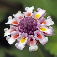 Attēlu rezultāti vaicājumam “Rorippa amphibia fruit”